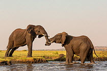 African elephant (Loxodonta africana), two playfully locking trunks. Chobe River, Chobe National Park, Botswana.