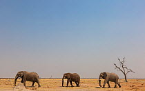 African elephant (Loxodonta africana), three walking in a row past tree, returning from drinking. Savuti, Chobe National Park, Botswana.