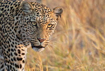 Leopard (Panthera pardus) female, portrait. Savuti, Chobe National Park, Botswana.