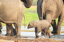 African elephant (Loxodonta africana) calf without trunk. Khwai, Okavango Delta, Botswana.