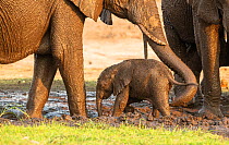 African elephant (Loxodonta africana) newborn calf and mother within herd, mud bathing. Chobe River, Chobe National Park, Botswana.