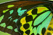 Cairns birdwing butterfly (Ornithoptera euphorion), male wing, close up. Kuranda Butterfly Sanctuary, North Queensland, Australia. Captive