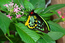 Cairns birdwing butterfly (Ornithoptera euphorion) male nectaring on flower. Kuranda Butterfly Sanctuary, North Queensland, Australia. Captive.
