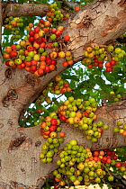 Cluster fig tree (Ficus racemosa) with abundance of fruit, provides food for birds. Kununurra, The Kimberley, Western Australia.