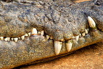 Saltwater crocodile (Crocodylus porosus), close up of teeth. Rainforest Station, Kuranda, Queensland, Australia. Captive.