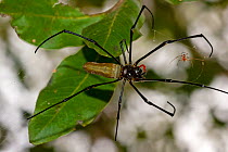 Golden orb weaver spider (Nephila sp) pair, large female tending to web, small male on edge of web. Mary River, Northern Territory, Australia.