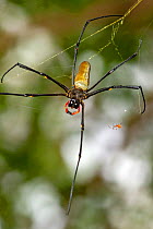 Golden orb weaver spider (Nephila sp) pair, female tending to web, tiny male on edge of web. Mary River, Northern Territory, Australia.
