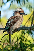 Laughing kookaburra (Dacelo novaeguineae) perched on branch, looking out for prey on ground. Lane Cove National Park, New South Wales, Australia.