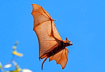 Little red flying fox (Pteropus scapulatus) flying in search of place to roost within camp. Nitmiluk National Park, Northern Territory, Australia.