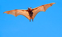 Little red flying fox (Pteropus scapulatus) female and suckling baby in flight, searching for place to roost. Nitmiluk National Park, Northern Territory, Australia.
