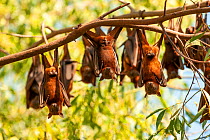 Little red flying fox (Pteropus scapulatus), three males hanging at camp. Nitmiluk National Park, Northern Territory, Australia.