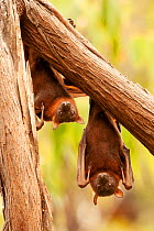 Little red flying fox (Pteropus scapulatus), two roosting within camp. Nitmiluk National Park, Northern Territory, Australia.