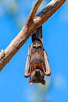 Little red flying fox (Pteropus scapulatus) male roosting, hanging from branch. Nitmiluk National Park, Northern Territory, Australia.
