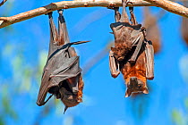 Little red flying fox (Pteropus scapulatus), two hanging from branch with suckling young. Nitmiluk National Park, Northern Territory, Australia.