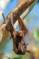 Little red flying fox (Pteropus scapulatus) female and baby, hanging with feet down to defecate. Nitmiluk National Park, Northern Territory, Australia.