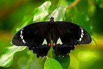 Orchard swallowtail butterfly (Papilio aegeus) male on leaf. Coffs Harbour Butterfly House, Queensland, Australia. Captive.