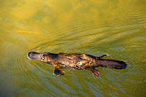 Platypus (Ornithorhynchus anatinus) swimming at surface, feeding on crustaceans and worms caught underwater. In pond, Carnarvon Creek, Carnarvon National Park, Queensland, Australia.