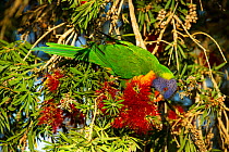 Rainbow lorikeet (Trichoglossus moluccanus) feeding on Bottlebrush nectar. Lane Cove National Park, Sydney, New South Wales, Australia.