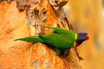Rainbow lorikeet (Trichoglossus moluccanus) on tree trunk outside nesting hollow, food in beak to feed chicks. Lane Cove National Park, Sydney, New South Wales, Australia.