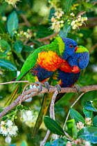 Rainbow lorikeets (Trichoglossus moluccanus) pair preening each other, perched in tree. Ulladulla, New South Wales, Australia.