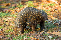 Short-beaked echidna (Tachyglossus aculeatus) foraging for ants and termites. Carnarvon National Park, Queensland, Australia.