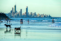 People and dogs on Tallebudgera Beach. Skyline of Surfers Paradise in background, Gold Coast, Queensland, Australia. 2016.