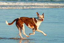 Australian cattle dog running on Tallebudgera Beach, Gold Coast, Queensland, Australia.