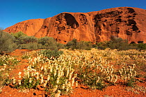 Mulla mulla (Ptilotus sp) at base of Uluru / Ayers Rock. Uluru-kata Tjuta National Park, Northern Territory, Australia. 2014.
