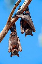 Black flying fox (Pteropus alecto), two resting, hanging from tree at roost. Nitmiluk National Park, Northern Territory, Australia.