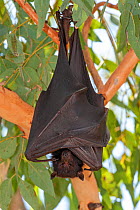 Black flying fox (Pteropus alecto) resting in tree within colony. Nitmiluk National Park, Northern Territory, Australia.