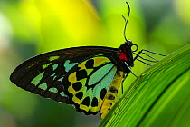 Cairns birdwing butterfly (Ornithoptera euphorion) male resting on leaf. Kuranda Butterfly Sanctuary, Queensland, Australia. Captive.
