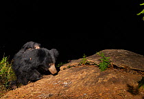 Sloth bear (Melursus ursinus) female and cubs, carrying cub on back. Nilgiri Biosphere Reserve, India. Camera trap image.