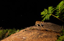 Leopard cat (Prionailurus bengalensis) on rock. Nilgiri Biosphere Reserve, India. Camera trap image.