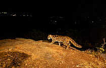 Leopard cat (Prionailurus bengalensis) on hillside, lights of rural settlements in background. Nilgiri Biosphere Reserve, India. Camera trap image.