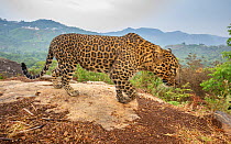 Indian leopard (Panthera pardus fusca) female, hills in background. Nilgiri Biosphere Reserve, India. Camera trap image.