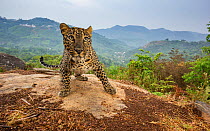 Indian leopard (Panthera pardus fusca) female, hills in background. Nilgiri Biosphere Reserve, India. Camera trap image.