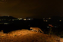Leopard cat (Prionailurus bengalensis) walking along ridge at night. Lights on hills in background. Nilgiri Biosphere Reserve, India. 2019. Camera trap image.