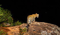Indian leopard (Panthera pardus fusca) female on rock. Nilgiri Biosphere Reserve, India. Camera trap image.