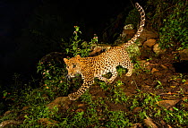 Indian leopard (Panthera pardus fusca) sub-adult walking downslope. Nilgiri Biosphere Reserve, India. Camera trap image.