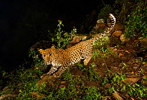 Indian leopard (Panthera pardus fusca) sub-adult. Nilgiri Biosphere Reserve, India. Camera trap image.