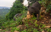 Sloth bear (Melursus ursinus) walking over rocks on hillside. Nilgiri Biosphere Reserve, India. 2019. Camera trap image.