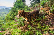Indian leopard (Panthera pardus fusca) female walking over rocks on hillside. Nilgiri Biosphere Reserve, India. 2019. Camera trap image.