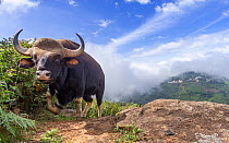 Gaur (Bos gaurus) male, valley with low cloud in background. Nilgiri Biosphere Reserve, India. Camera trap image.