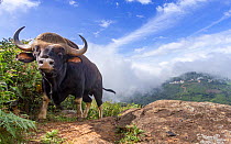 Gaur (Bos gaurus) male, valley with low cloud in background. Nilgiri Biosphere Reserve, India. Camera trap image.
