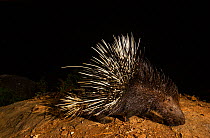 Indian crested porcupine (Hystrix indica) foraging at night. Nilgiri Biosphere Reserve, India. Camera trap image.
