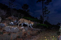 Indian leopard (Panthera pardus fusca) walking along terrace wall in tea plantation, at night. Nilgiri Biosphere Reserve, India. 2017. Camera trap image.
