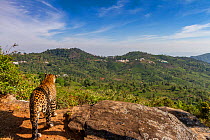 Indian leopard (Panthera pardus fusca) looking out over forested hills. Nilgiri Biosphere Reserve, India. 2017. Camera trap image.