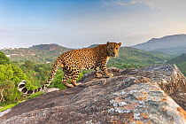 Indian leopard (Panthera pardus fusca) on rock with forested hills beyond. Nilgiri Biosphere Reserve, India. Camera trap image. 2019.
