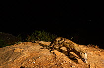 Small Indian civet (Viverricula indica) on rock. Nilgiri Biosphere Reserve, India. Camera trap image.