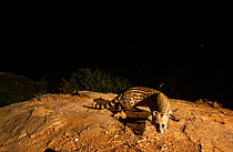 Small Indian civet (Viverricula indica) on rock, looking at camera. Nilgiri Biosphere Reserve, India. Camera trap image.
